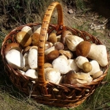 Kako uzgajati vrganje na selu + video